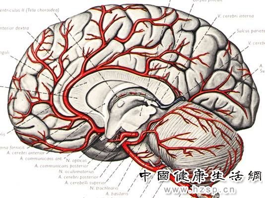 大脑结构（新浪科技配图）